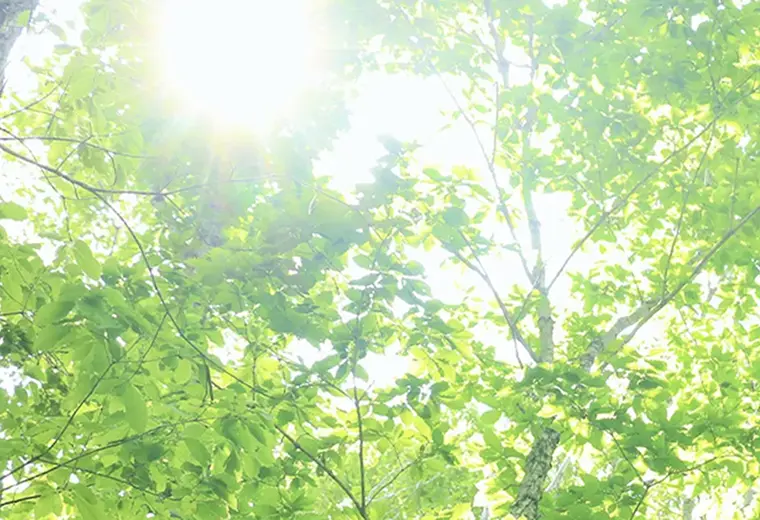 森の中から見上げた木々の梢。左上の強い太陽光が葉を透かし、黄緑色の葉と枝、右側の幹が逆光で輝く